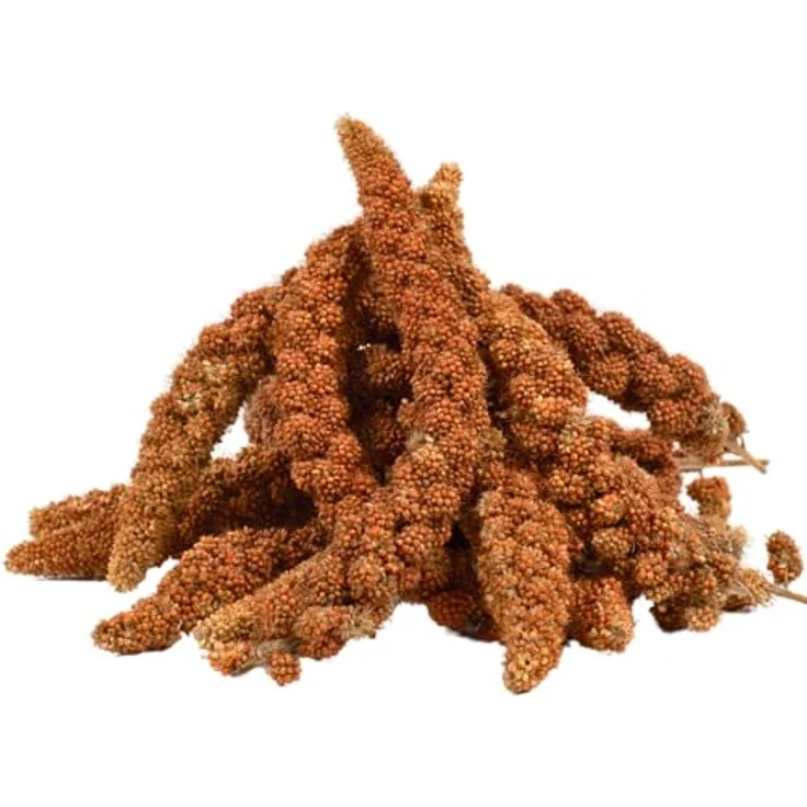 Lyra Pet® Kolbenhirse rot, 2 kg handverlesenes Vogelfutter für Sittiche & Kanarienvögel, natürliche Nährstoffquelle für Zier- und Wildvögel, ideal für das ganze Jahr – Bild 1