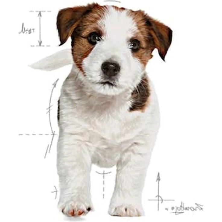 Royal Canin Mini Puppy, Trockenfutter für kleine Hunde bis 10 kg, 2 kg, mit DHA für Gehirnentwicklung und Vitamin E für Abwehrkräfte. – Bild 2
