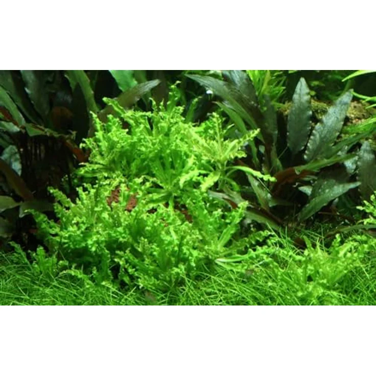 AquaOne Pogostemon helferi Aquarium Pflanze 10 Stück, Pflegeleichter Bodendecker für Aquascaping, 5-10 cm hohe Topfpflanzen – Bild 1