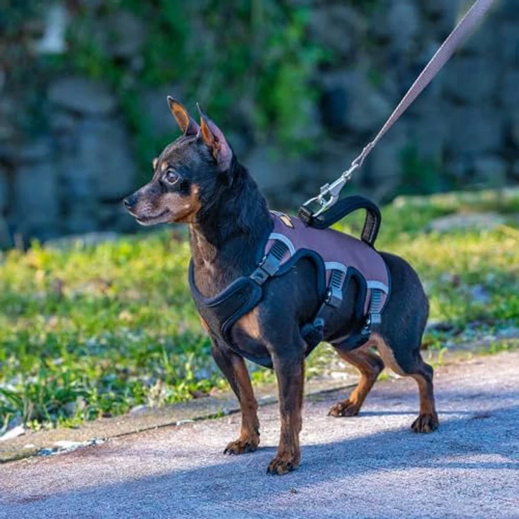 Ferplast ERGOTREKKING XS Hundegeschirr, Ausbruchsicheres, Gepolstertes Geschirr für kleine Hunde mit 6 Verschlüssen, Reflektierend, Ideal für Windhunde, Grau – Bild 3