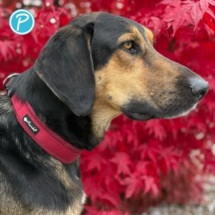 Petlando Mesh Hundehalsband M 45-50cm, Bordeaux – leicht, atmungsaktiv, stufenlos verstellbar, robust mit O-Ring – Bild 4