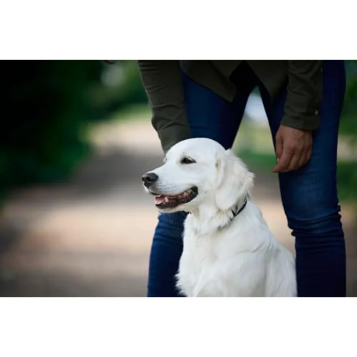 JOSERA Adult Large Huhn & Reis, Premium Trockenfutter für ausgewachsene Hunde großer Rassen, 3 kg, glutenfrei, mit Lachsöl, wertvolle Omega-3-Fettsäuren, XL-Kroketten gegen Schlingen – Bild 4