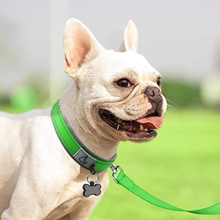Joytale Neopren-Hundehalsband, gepolstert, reflektierend, für kleine Hunde, Größe 28-37 cm, grün – Bild 3
