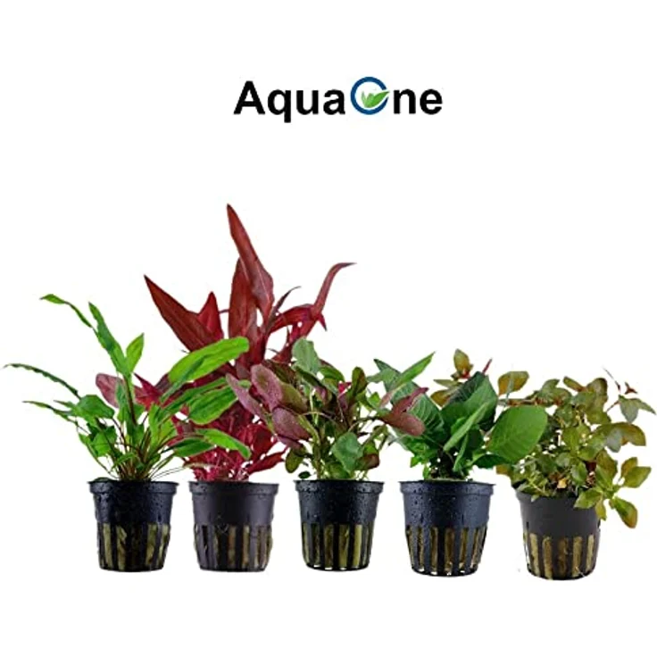 AquaOne Aquarium Pflanzen Set, 10 Topfpflanzen für Aquarien bis 80 Liter, Vordergrund-, Mittelgrund- und Hintergrundpflanzen, inkl. Ludwigia, Alternanthera, Hygrophila, Bacopa – Bild 3