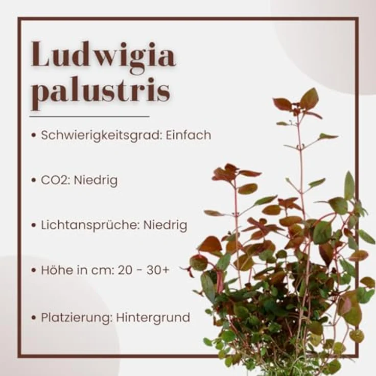 AquaOne Ludwigia palustris 'Super Red', Set mit 3 voll durchwurzelten Aquarienpflanzen für einfaches Aquascaping, 10-30 cm hoch – Bild 3