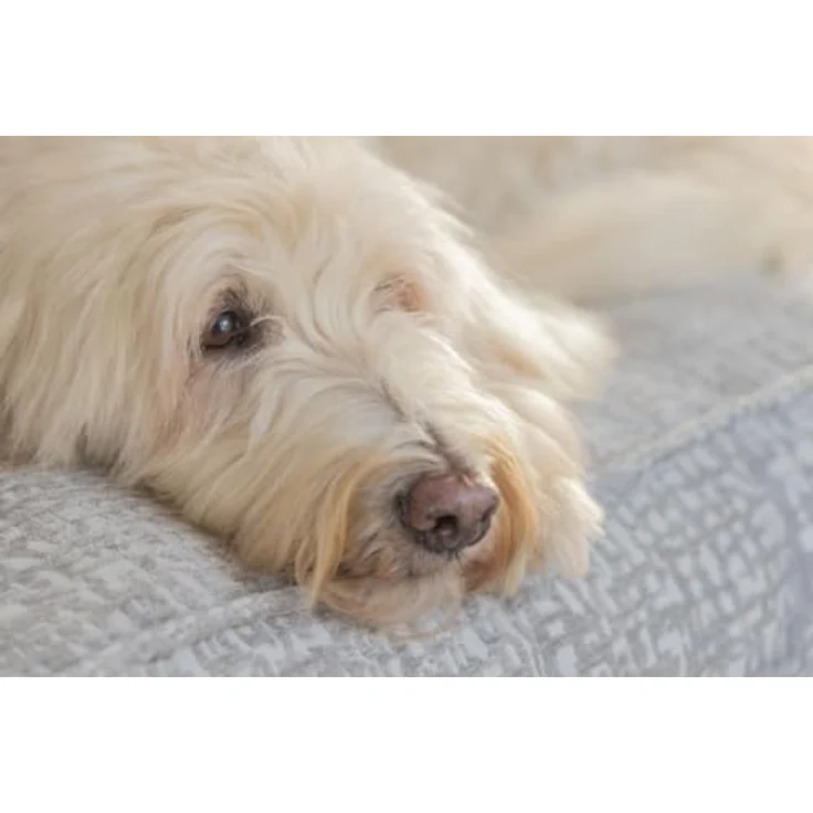 Designed by Lotte Maze Essence, Orthopädisches Hundekissen mit Gelenkunterstützung, rutschfester Unterseite und waschbarem Bezug – Bild 4