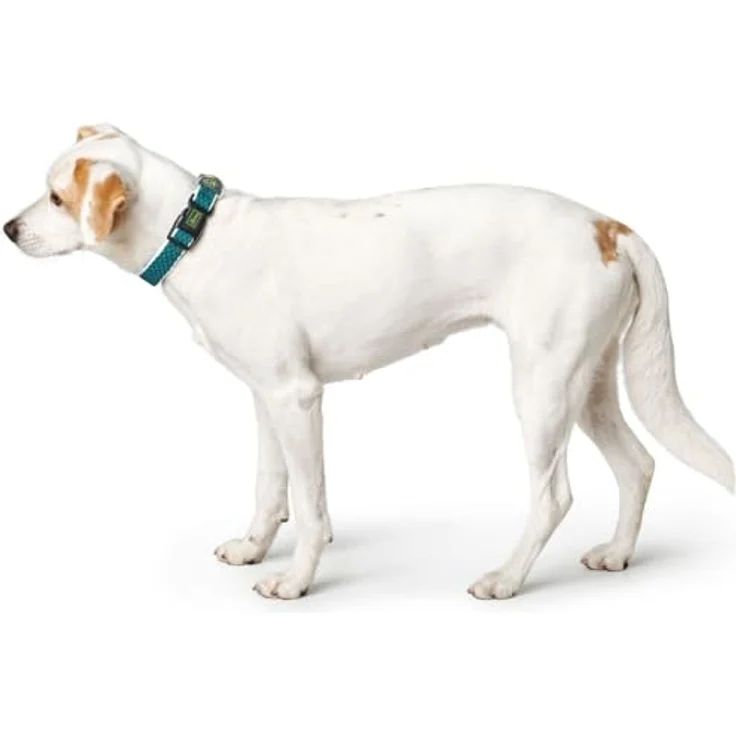 Hunter Hunde-Halsung Hilo Vario ohne Zugentlastung türkis S-M – Bild 4