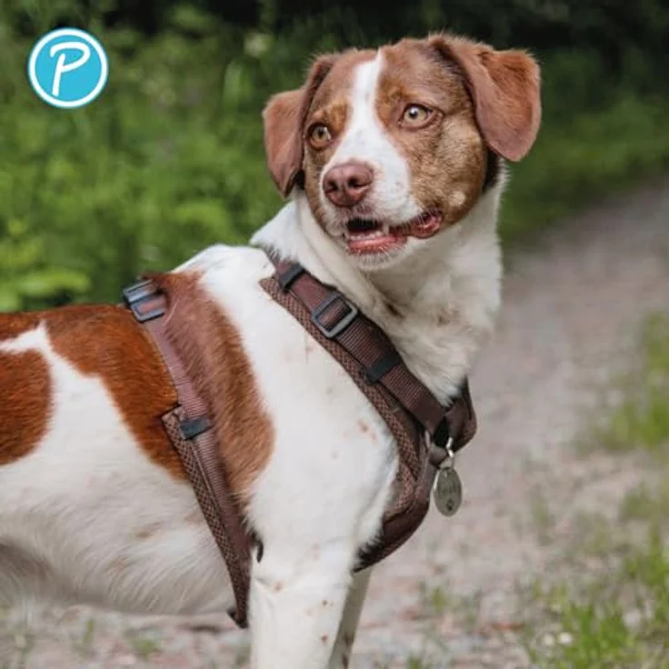 Petlando Hundegeschirr Y-Comfort, gepolstert, stufenlos verstellbar, atmungsaktiv, ergonomisch, für kleine Hunde, Mokka, Größe S – Bild 5