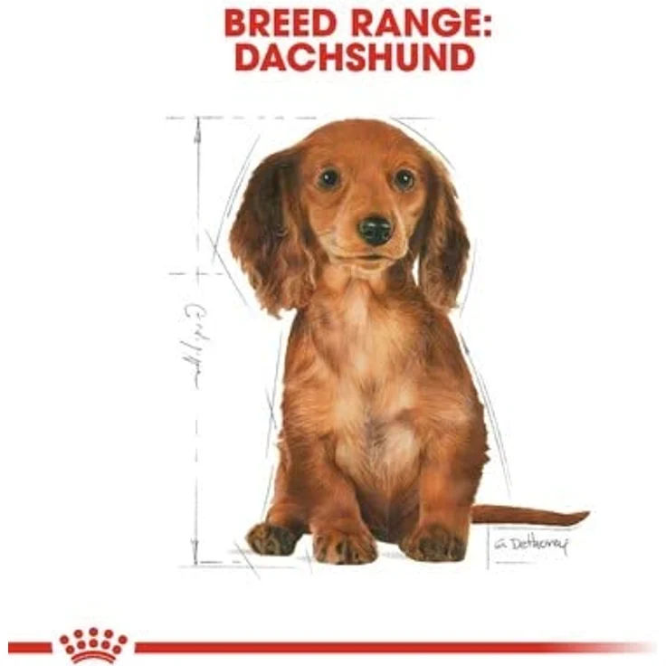 Royal Canin Dachshund Puppy, Trockenfutter für Dackelwelpen, 1,5 kg – Bild 8