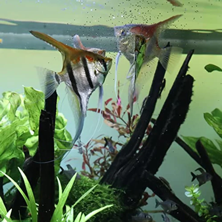 JBL PRONOVO BEL GRANO, Fischfutter-Granulat für Aquarienfische (3-10 cm), prebiotisch, 100 ml, Größe S, Klickdosierer – Bild 4