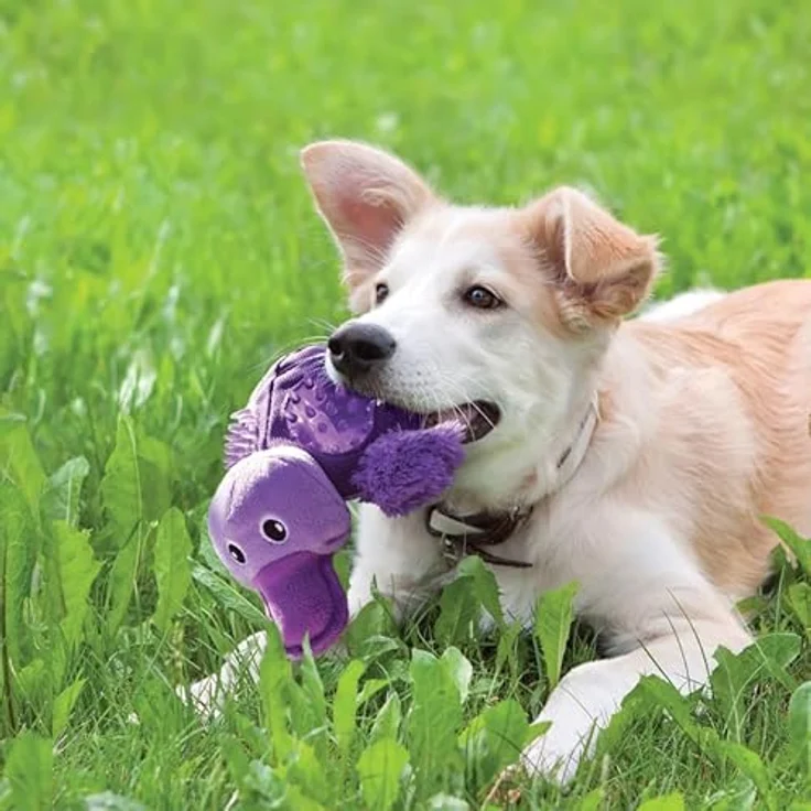 KONG Shells Hundespielzeug, Größe: Small – Bild 3