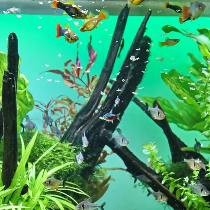 JBL PRONOVO BEL FLAKES, Hauptfutter für Aquarienfische von 8-20 cm, präbiotische Flocken mit natürlichen Rohstoffen, 250 ml – Bild 3