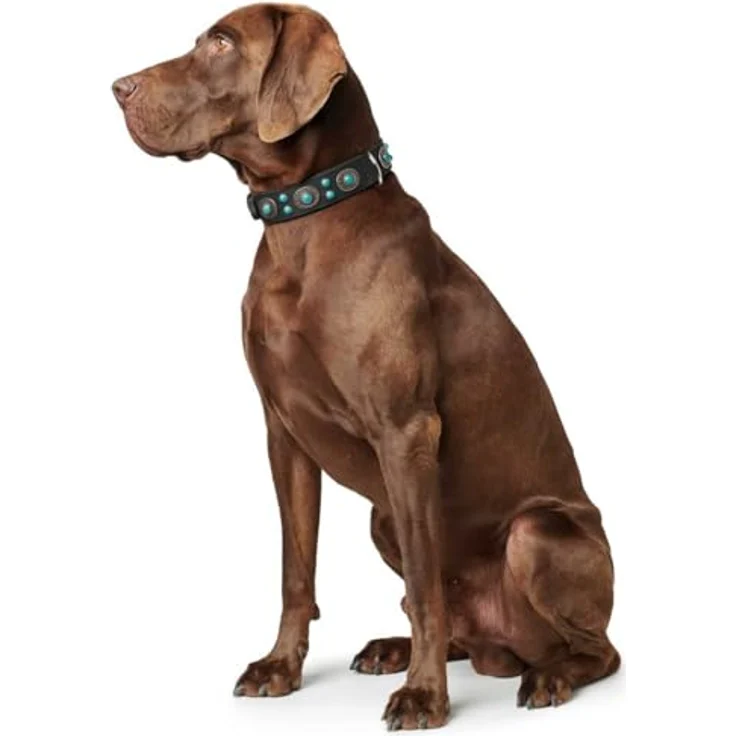 Hunter Hunde-Halsband Sioux S-M – Bild 7