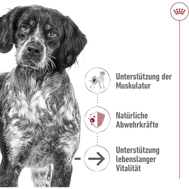 Royal Canin SHN Medium Ageing Gravy, Hunde-Nassfutter für mittelgroße Senior Hunde (11-25 kg), 10x140g – Bild 5