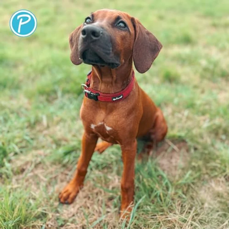 Petlando Mesh Hundehalsband M 45-50cm, Bordeaux – leicht, atmungsaktiv, stufenlos verstellbar, robust mit O-Ring – Bild 5