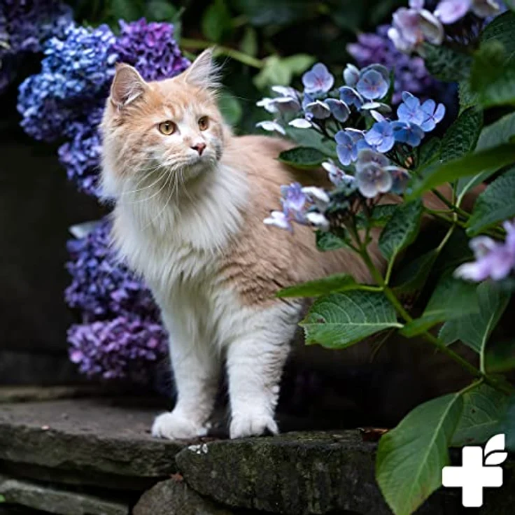 ReaVET Bachblüten Globuli für Hunde und Katzen, Juckfrei 10g, natürliche Unterstützung bei Juckreiz, Schuppen & Milbenbefall, nach Dr. Bach, made in Germany – Bild 4