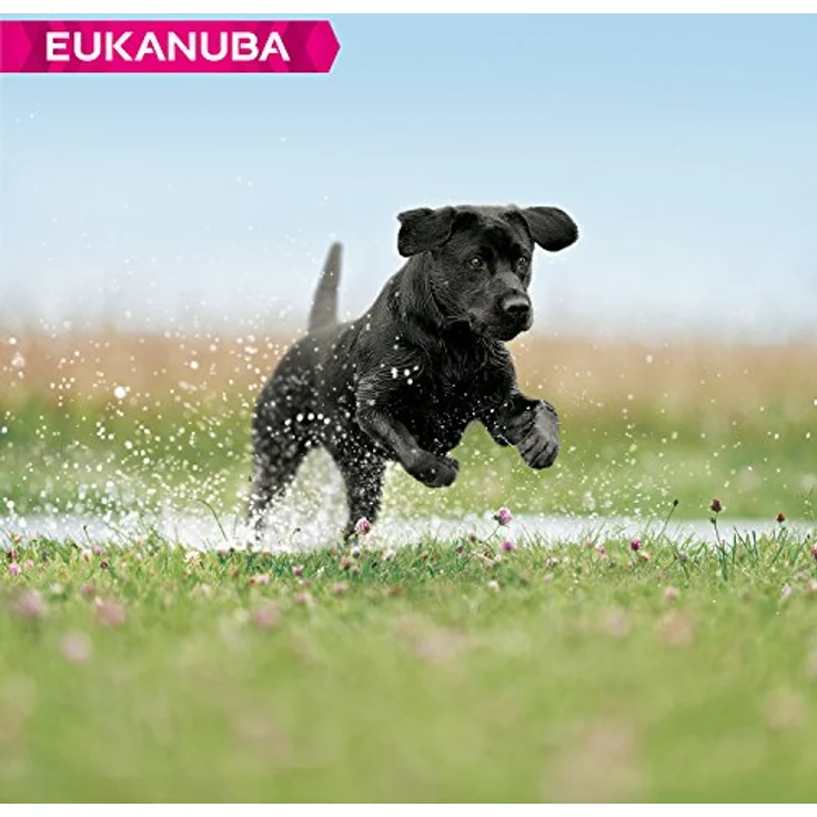 Eukanuba Developing Junior Large Breed, Hundefutter mit frischem Huhn, 12 kg, verbessertes Trockenfutter für gesunde Verdauung und Zahnpflege – Bild 3