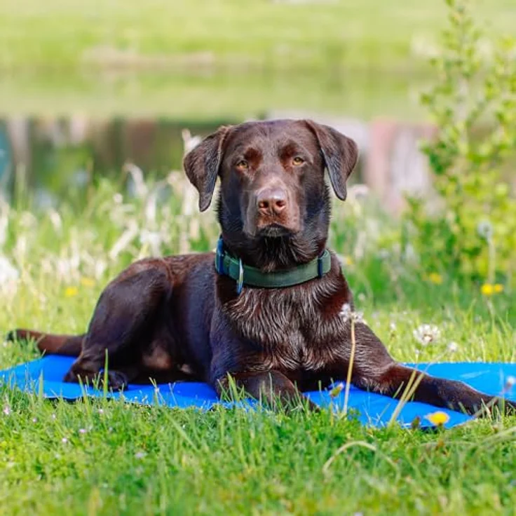 Nobby Kühlmatte für Hunde, Gelfüllung zur Körpertemperaturregulierung, einfache Reinigung, funktioniert ohne Wasser, kühlt mehrere Stunden – Bild 4