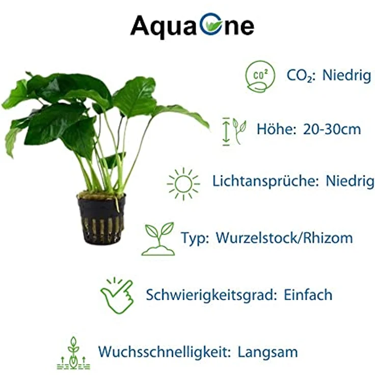 AquaOne Anubias Wasserpflanzen Set, 4x Vielzahl für Barschbecken, gesunde Topfpflanzen – Bild 3