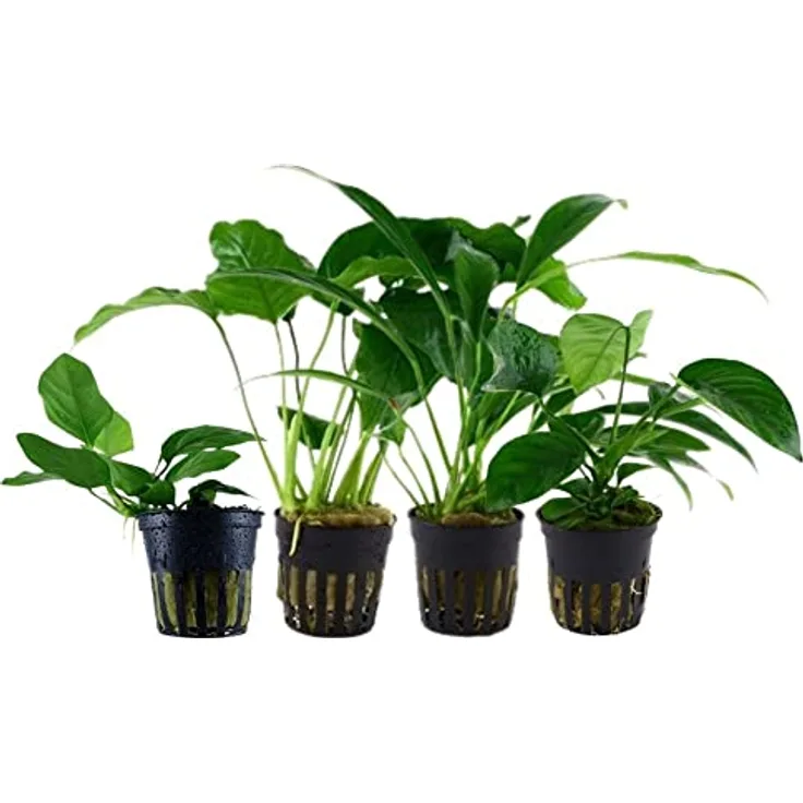 AquaOne Anubias Wasserpflanzen Set, 4x Vielzahl für Barschbecken, gesunde Topfpflanzen