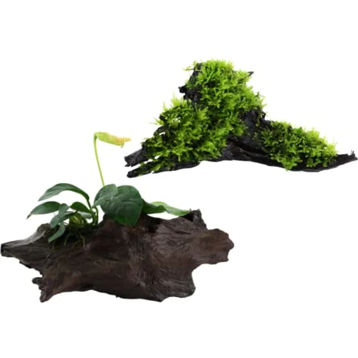 AquaOne Aquarium Pflanzen Set Mix, 2x Wasserpflanzen auf Wurzel - Anubias barteri var. nana & Vesicularia montagnei 'Christmas' für Aquarien-Dekoration – Bild 1