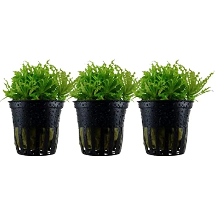 AquaOne Pogostemon helferi, 3 Stück Aquariumpflanze, voll durchwurzelt, pflegeleicht, Höhe 5-10cm, ideal für Aquascaping