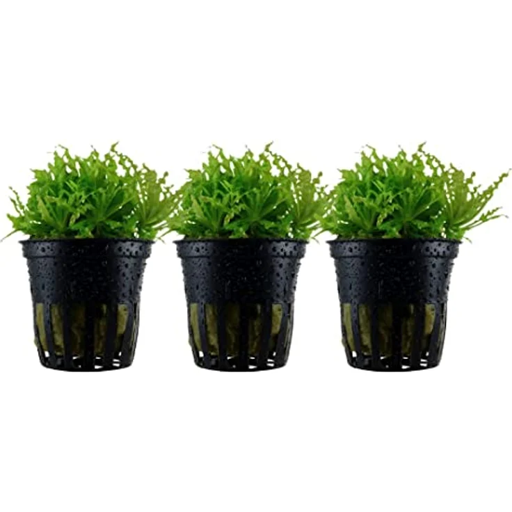 AquaOne Pogostemon helferi, 3 Stück Aquariumpflanze, voll durchwurzelt, pflegeleicht, Höhe 5-10cm, ideal für Aquascaping – Bild 1