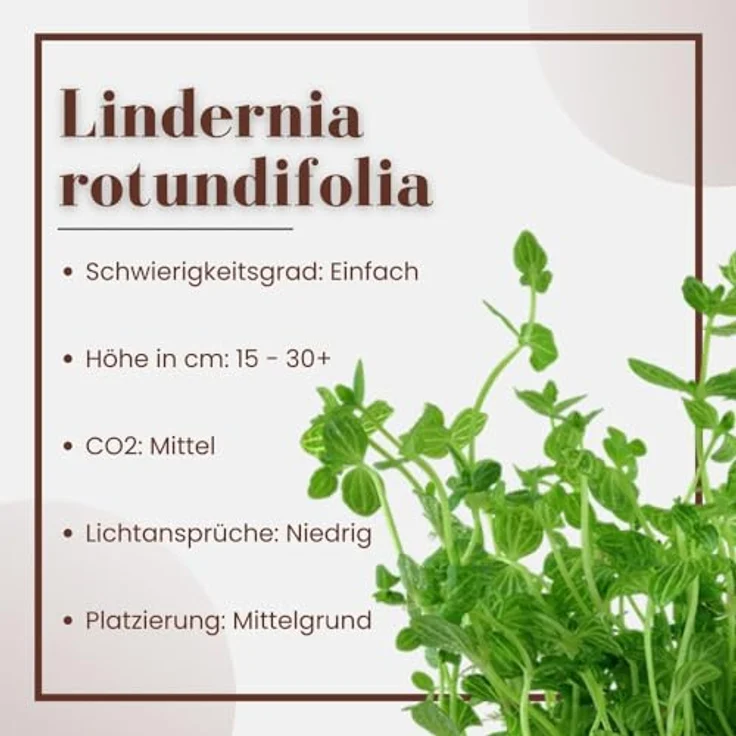 AquaOne Lindernia rotundifolia, voll durchwurzelte Mittelgrund Wasserpflanze für Aquascaping, Stängelpflanze mit marmorierten Blättern – Bild 2