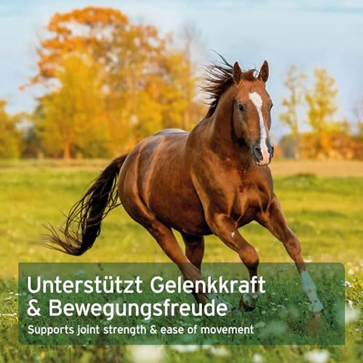 AniForte MSM Pulver 1,5 kg, Organisches Futter zur Gelenkunterstützung für Pferde – Bild 6