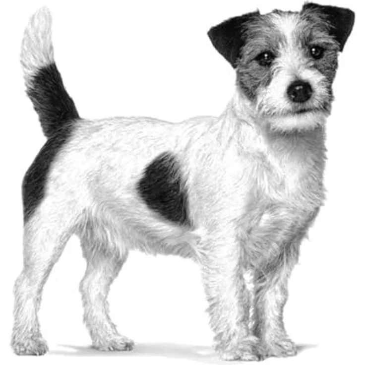 ROYAL CANIN Veterinary Dental Special Small Dog, 3,5 kg, Alleinfuttermittel zur Zahngesundheit für kleine Hunde unter 10 kg, wirksam gegen Zahnstein – Bild 4