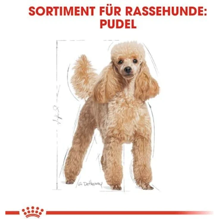 Royal Canin Poodle Adult, Nassfutter für Pudel Erwachsene & Senioren, 12 x 85g, Fellpflege & schmackhafte Konsistenz, für Hunde ab 10 Monaten – Bild 2