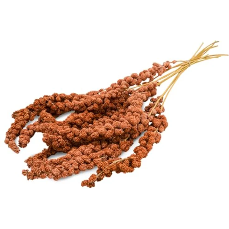 JR FARM Birds Kolbenhirse rot, gesundes Vogelfutter mit vitalisierenden Inhaltsstoffen, 250 g – Bild 2