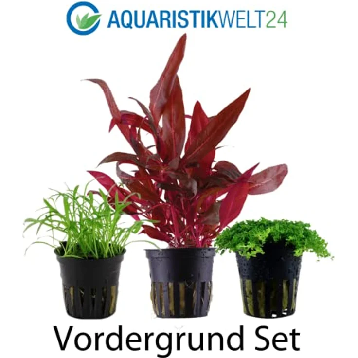 AquaOne Aquarium Pflanzen Set, 3 x Vordergrund Wasserpflanzen - Lilaeopsis brasiliensis, Alternanthera reineckii Rosanervig, Hemianthus callitrichoides – Bild 2