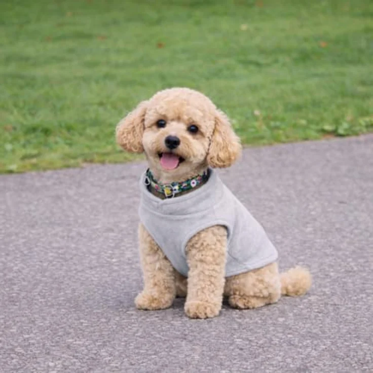 JACKO & CO Fleece-Weste mit Leinenring – weich, leicht, atmungsaktiv, grau, Größe XXL für Hunde und Katzen (10,8-15,9 kg) – Bild 5