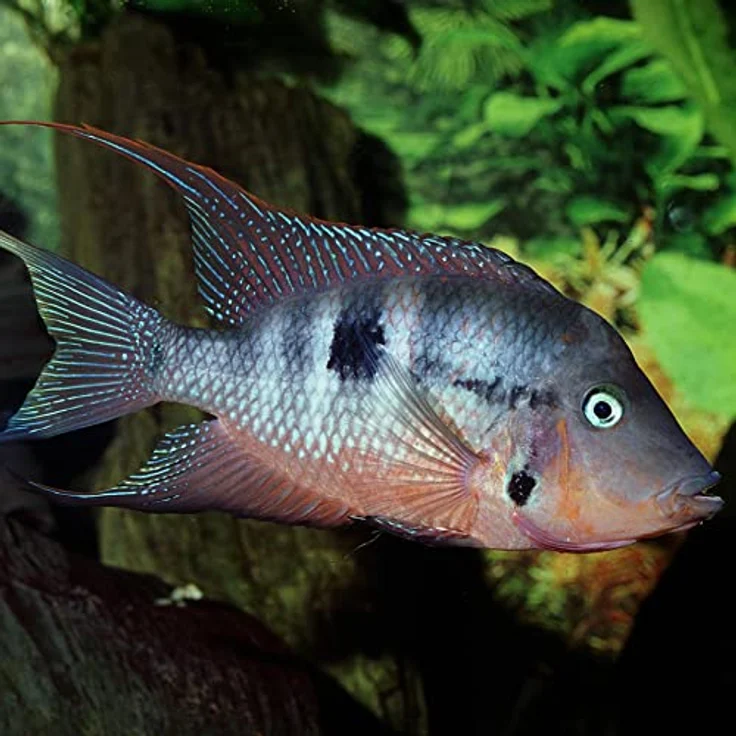 JBL PRONOVO CICHLID GRANO, Hauptfutter-Granulat für Buntbarsche 8-20 cm, 250 ml mit Klickdosierer, präbiotisch und naturbelassen – Bild 3