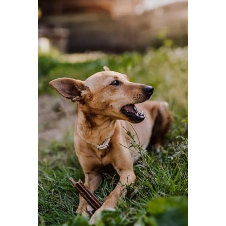 Green Petfood InsectDog Mini, Hundefutter für kleine Hunde mit Insektenprotein, 900 g, getreidefrei – Bild 6
