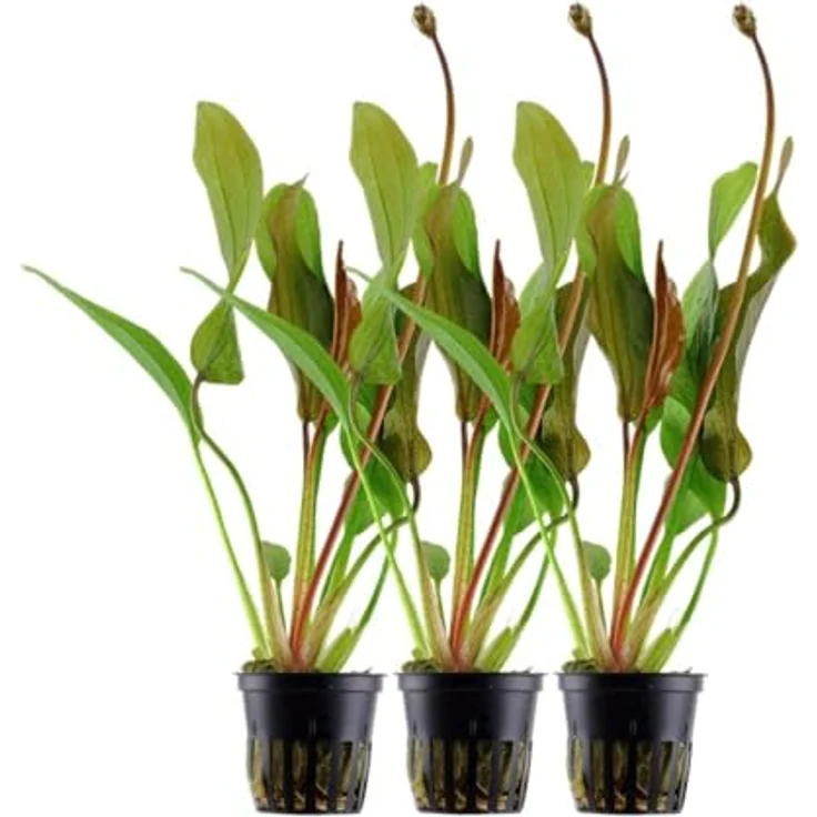 AquaOne Echinodorus 'Red Diamond', 3er Set Aquarienpflanzen mit rubinroten Blättern für Aquascaping, 15-25 cm hoch – Bild 1