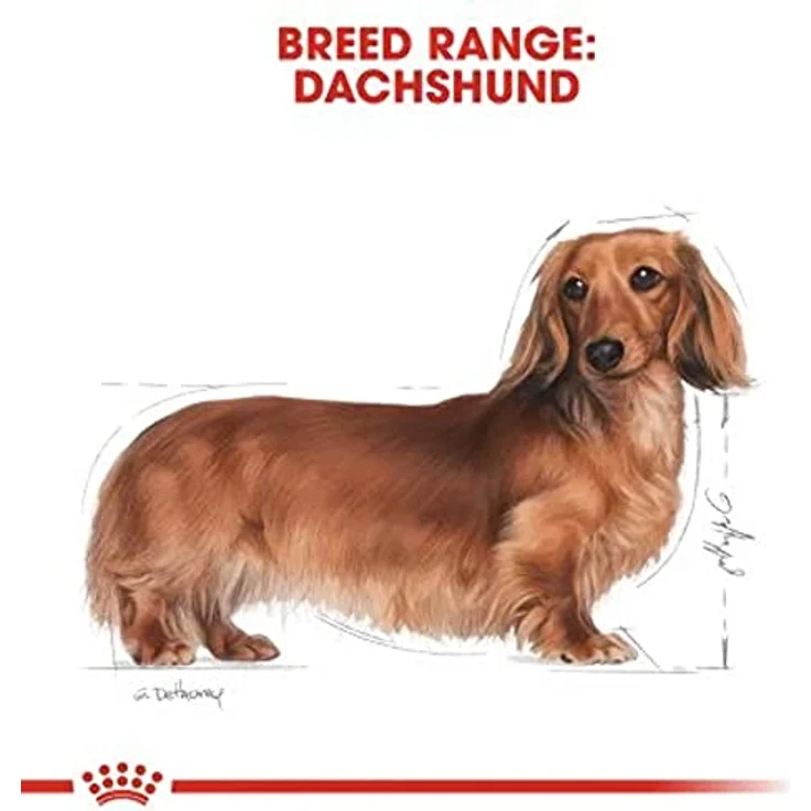 Royal Canin Dachshund 28 Adult Hundefutter, rassespezifisches Trockenfutter für Dackel ab 10 Monaten, 7.5 kg – Bild 2