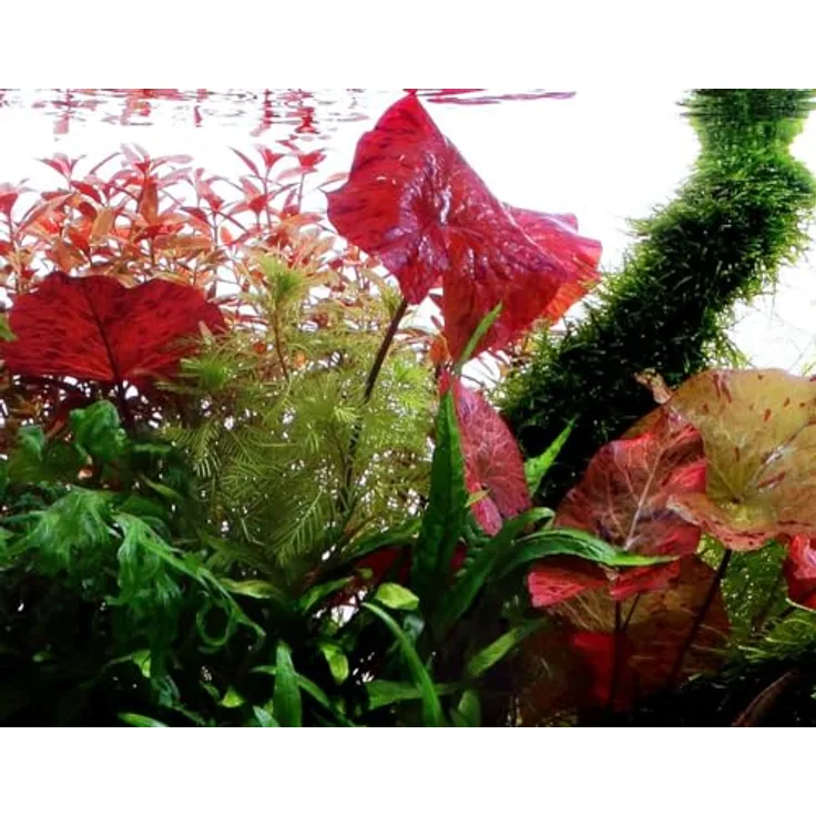 AquaOne Nymphaea lotus, voll durchwurzelte Aquarium Wasserpflanze mit grünen bis rotbraunen Blättern, 20-80 cm Höhe