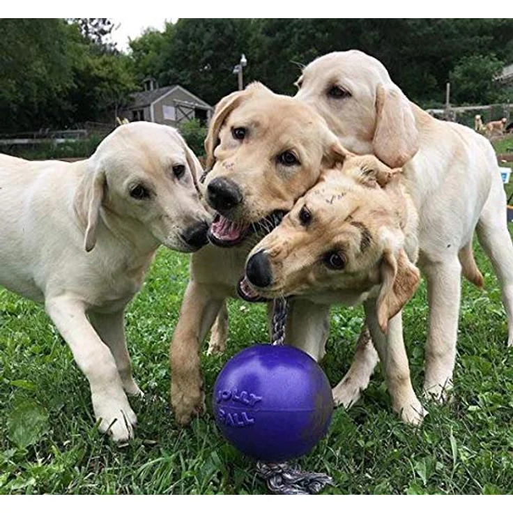Jolly Pets Romp-n-Roll Hundespielzeug mit Seil und Ball, 15 cm/Größe M, violett, langlebig und schwimmfähig – Bild 2
