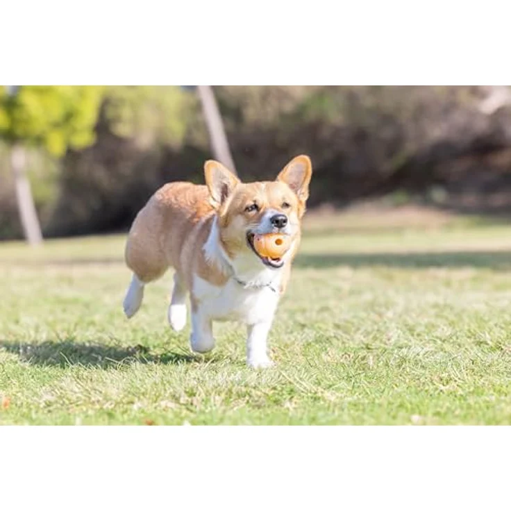 Chuckit! Geburtstags-Apportierball, Robuster Naturkautschukball für mittelgroße Hunde, Durchmesser 6,5 cm, ideal für Land- und Wasserspiele – Bild 4