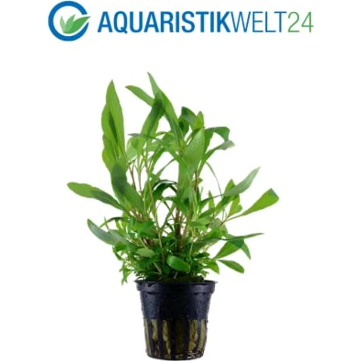 AquaOne Aquarium Pflanzen Set, 3x Aquariumpflanzen Lilaeopsis brasiliensis, Lobelia cardinalis, Hygrophila Siamensis für Einsteiger und Nanobecken – Bild 4