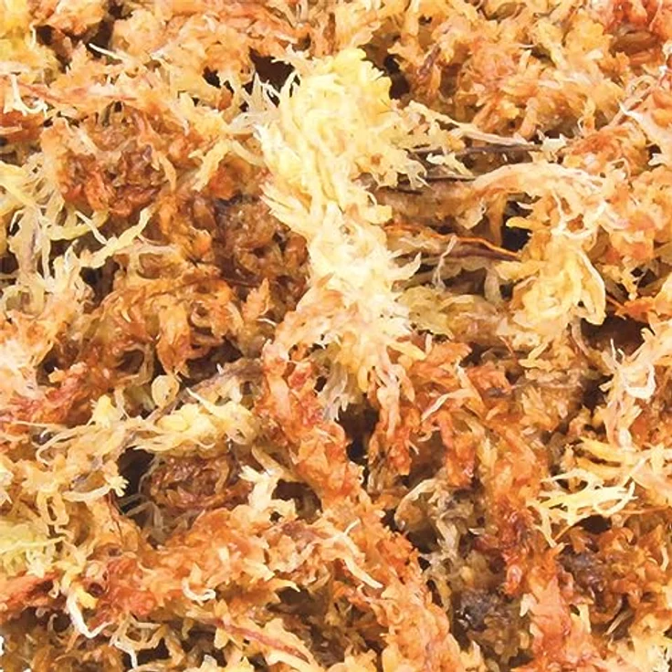 Trixie Reptiland Sphagnum Moos 100 g, Terrarien-Zubehör für hohe Luftfeuchtigkeit, ergibt 4,5 l – Bild 3