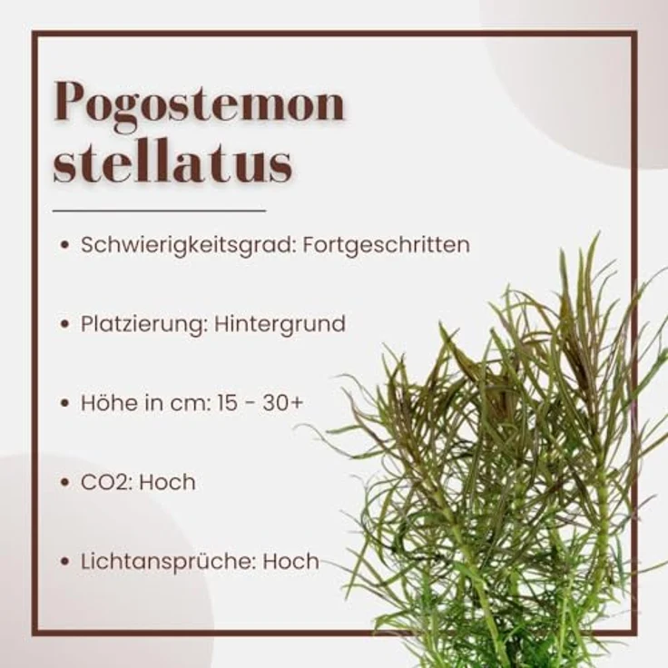 AquaOne Pogostemon stellatus I Aquariumpflanze voll durchwurzelt, 15-30 cm Stängelpflanze für Aquascaping, fortgeschrittene Pflege mit CO2-Zufuhr – Bild 2