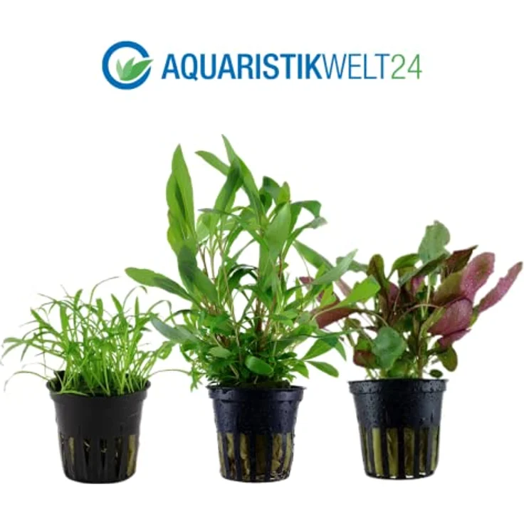 AquaOne Aquarium Pflanzen Set, 3x Aquariumpflanzen Lilaeopsis brasiliensis, Lobelia cardinalis, Hygrophila Siamensis für Einsteiger und Nanobecken – Bild 2