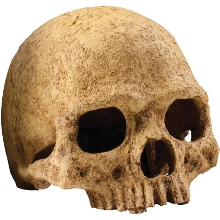 Exo Terra Terrarium Dekor Primaten Schädel, Realistisches Totenkopf-Dekor für Reptilienhöhle mit mehreren Ein- und Ausgängen – Bild 1