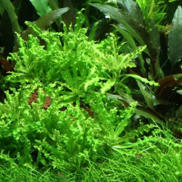 AquaOne Pogostemon helferi, 3 Stück Aquariumpflanze, voll durchwurzelt, pflegeleicht, Höhe 5-10cm, ideal für Aquascaping – Bild 2