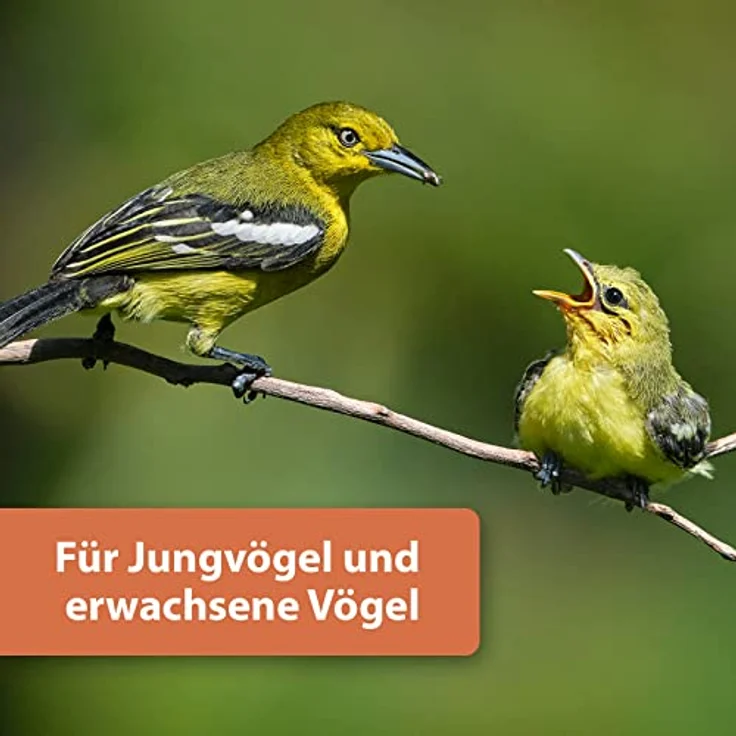 Quiko Protein Mix 700g, Vogelfutter für Wildvögel, vitaminreiche Energiequelle für Gartenvögel, ganzjährig geeignet – Bild 4