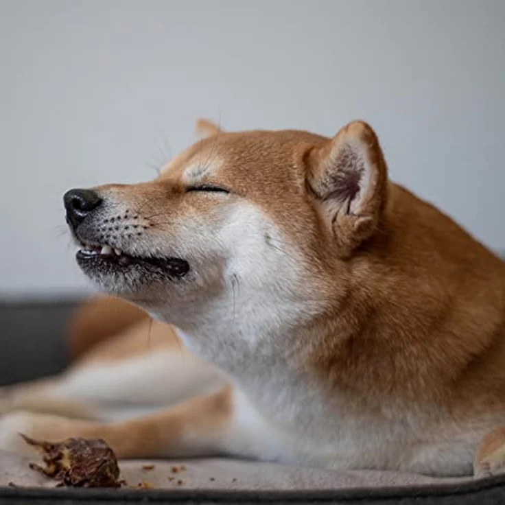 Bellfor Enten-Hals Kauartikel für Hunde, 250 g - 100% natürliche, hypoallergene Leckerli zur Unterstützung der Zahngesundheit – Bild 4