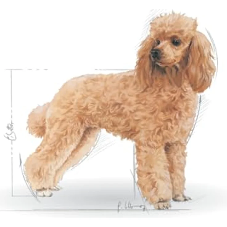 Royal Canin Poodle Adult, 3 kg Trockenfutter für ausgewachsene Pudel, Unterstützung von Fell und Muskeltonus, für Hunde ab dem 10. Lebensmonat – Bild 3